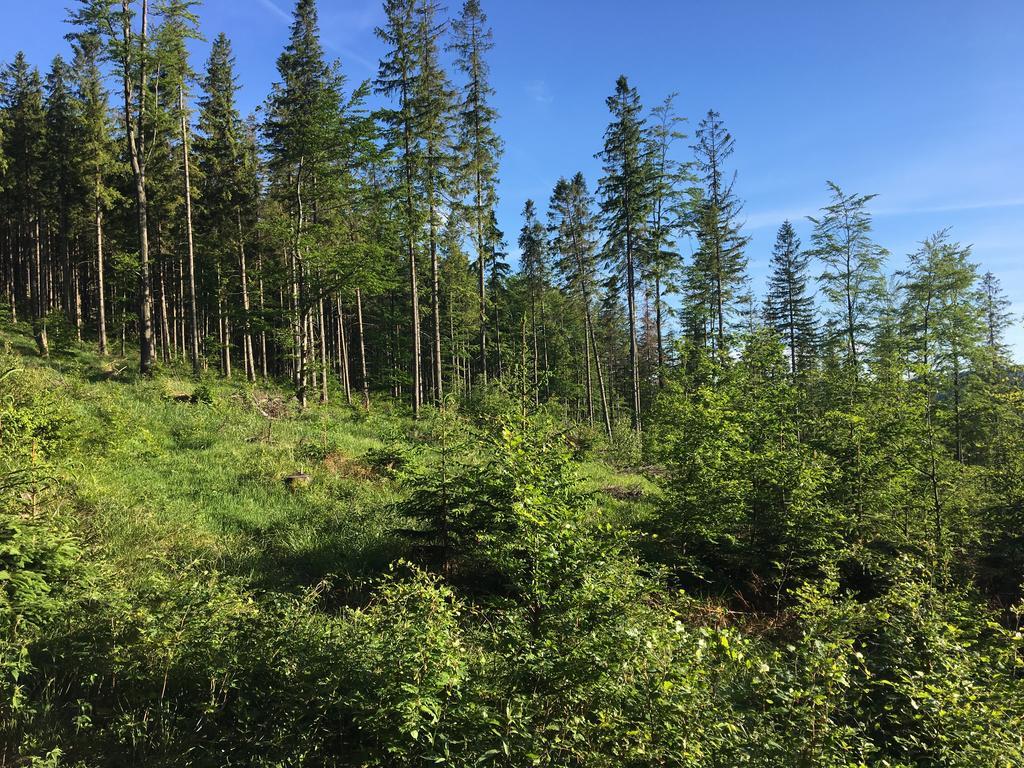 Agroturystyka Lesny Zakatek Stryszawa Eksteriør bilde